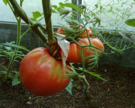 Descripción de la variedad de tomate Yasha Yugoslavsky, características del cuidado de las plantas.