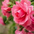 Descripción de la variedad de rosas Rosarium Utersen trepando, plantando y cuidando la planta.