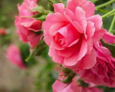 Description de la variété de roses Rosarium Utersen grimpant, plantant et entretenant la plante