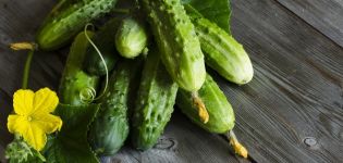 Description of the Khutorok F1 cucumber variety, cultivation features and yield