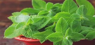 Medicinal properties and contraindications of mint for the human body