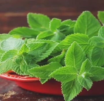 Medicinal properties and contraindications of mint for the human body