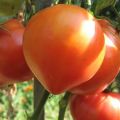 Ciri dan keterangan mengenai varieti tomato merah jambu Abakansky, hasilnya