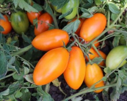 Characteristics and description of the tomato variety Golden Stream, its yield