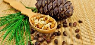 When can and how to collect pine cones correctly