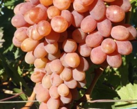 Description and characteristics of the Rumba grape variety, planting and care features and history