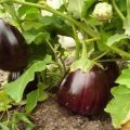 Description de la variété d'aubergine noire beau, caractéristiques de culture et de soins