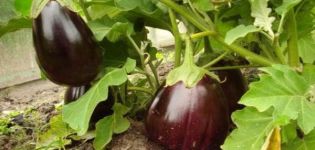 Description of the variety of eggplant Black handsome, features of cultivation and care