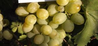 Description and rules for growing Lancelot grapes