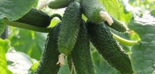 Description of the Amur cucumber variety, its cultivation and care