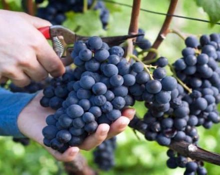 Description and characteristics of the Muromets grape variety, pros and cons, growing rules