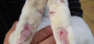 Síntomas y tratamiento rápido de conejos por pododermatitis en casa.