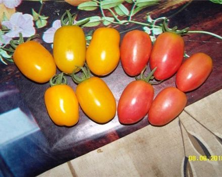 Characteristics and description of the tomato variety Honey Candy