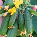 Characteristics and description of the Maryina Roshcha cucumber variety, its yield