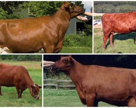 Description and characteristics of Angler cows, maintenance rules