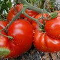 Description de la variété de tomate Chaleur, caractéristiques de culture et rendement