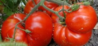 Description de la variété de tomate Chaleur, caractéristiques de culture et rendement