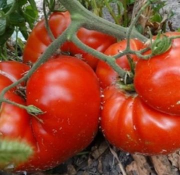 Description de la variété de tomate Chaleur, caractéristiques de culture et rendement