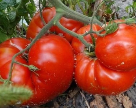 Descripción de la variedad de tomate Calor, características de cultivo y rendimiento.