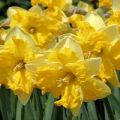 Description and characteristics of the Narcissus Chanterel variety, planting and care rules