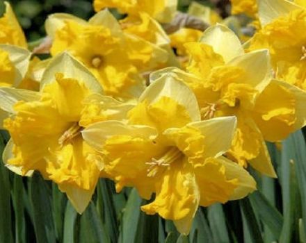 Description and characteristics of the Narcissus Chanterel variety, planting and care rules