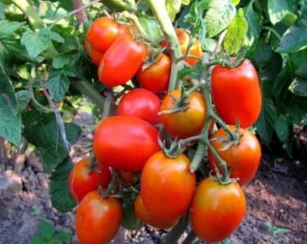 Caractéristiques et description de la variété de tomate Hidalgo F1, son rendement