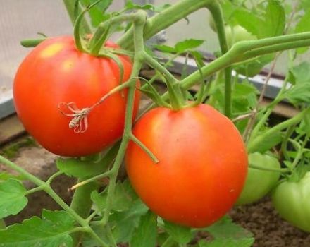 Description of the tomato variety Pyshka and its characteristics