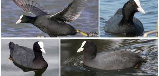 El nombre del pato negro con pico blanco y su hábitat, dieta y enemigos.