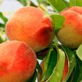 Description and characteristics of the Golden Jubilee peach variety, planting and care