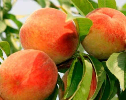 Description and characteristics of the Golden Jubilee peach variety, planting and care