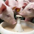 Cómo criar adecuadamente la leche en polvo, su composición y valor para los lechones.