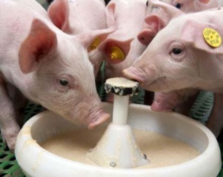 Cómo criar adecuadamente la leche en polvo, su composición y valor para los lechones.