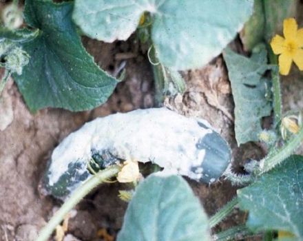 Medidas de control y tratamiento de la podredumbre blanca, gris, apical y de otro tipo en pepinos en invernadero