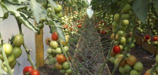 Mga katangian at paglalarawan ng mga varieties ng mga Hindi-Spicy Tomato