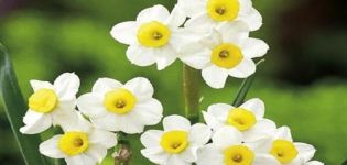 Description and characteristics of the Minnow daffodil variety, planting and care rules