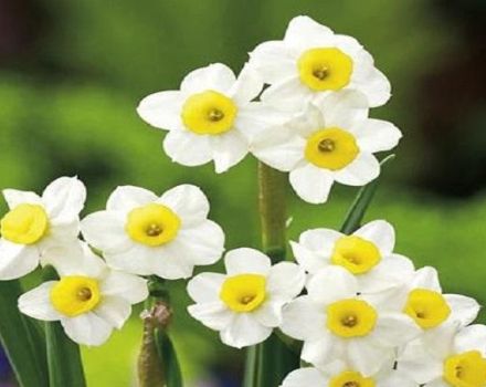 Description et caractéristiques de la variété Minnow narcissus, règles de plantation et d'entretien