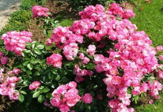 Description de la rose Angela, les règles de plantation et d'entretien à domicile