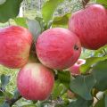 Description and characteristics of the apple variety Julskoe Chernenko, history and cultivation