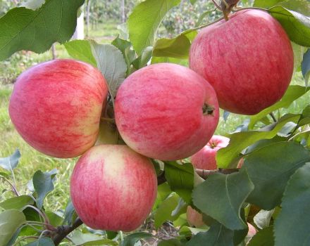 Description et caractéristiques de la variété de pomme Julskoe Chernenko, histoire et culture