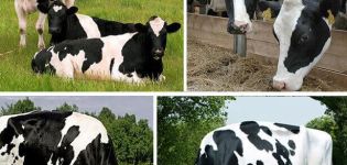 Top 12 des vaches laitières les meilleures et les plus productives