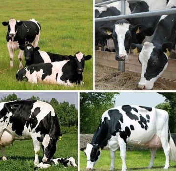 Top 12 des vaches laitières les meilleures et les plus productives