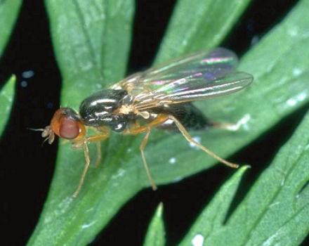 Cómo lidiar con la mosca de la zanahoria con amoníaco