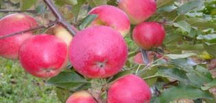 Description et caractéristiques de la variété de pomme d'hiver Lyubava, culture et rendement