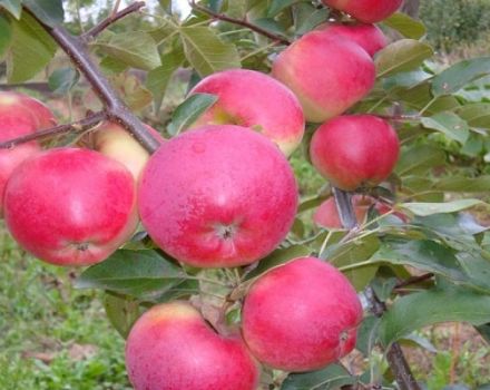 Description et caractéristiques de la variété de pomme d'hiver Lyubava, culture et rendement