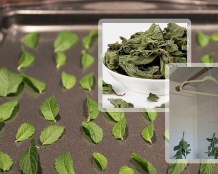 How and when to dry and harvest mint at home for the winter