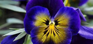 Planting, growing and caring for pansies outdoors