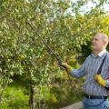 How to care for cherries in summer, fall and spring after harvest