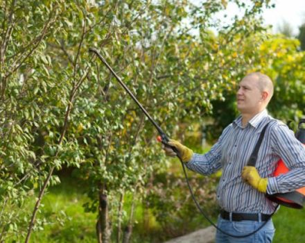 Hoe kersen te verzorgen in de zomer, herfst en lente na de oogst