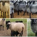 How to breed sheep at home for beginners