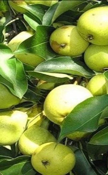 Description of Skorospelka pear varieties from Michurinsk, planting scheme and care